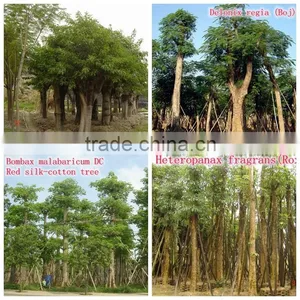 for Outdoor Landscaping Ornamental Bonsai Plants thumbnail-5