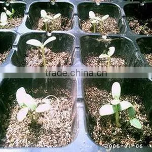 China Supplier Manufacture Latest Low Price Plastic Seed Tray thumbnail-1