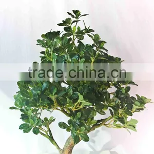 Small Fake Bonsai Trees thumbnail-4