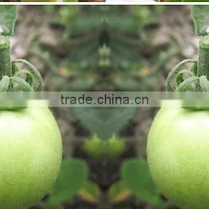 Clear Tomato Grafting Plant Clips thumbnail-4