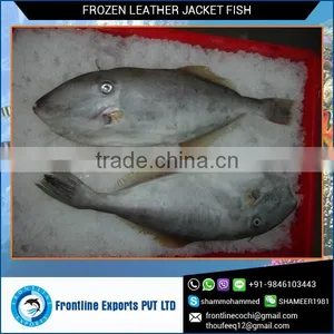 Frozen Leather Jacket Fish Whole Round thumbnail-1