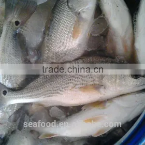 FROZEN RED DRUM (Sciaenops Ocellatus) thumbnail-1