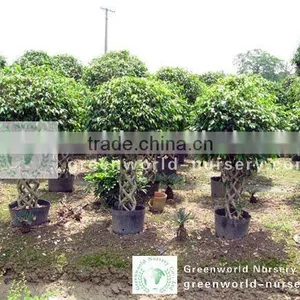 Ficus Small Benjamina Small Cage thumbnail-1