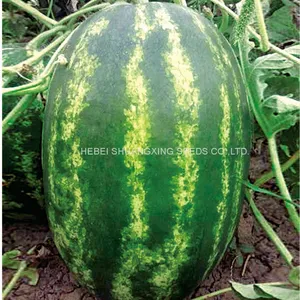 RF Tough Rind Oval Shape Hybrid f1 Watermelon Seeds thumbnail-1