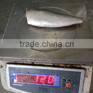 Head off Gutted Tail off Frozen Sardine Fish and Sardinella Longiceps thumbnail-4