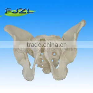 Life Size Pelvic Skeleton Models,Male Adult Pelvis thumbnail-1