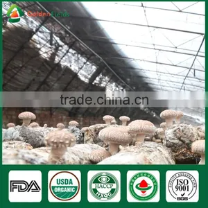 Mushroom Seller Fresh Dried Shiitake Mushroom Growing Log Shiitake Mushroom Spawn for Mushroom Farm thumbnail-3