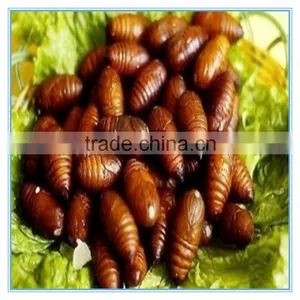 New Season Fresh IQF Frozen Silkworm thumbnail-1