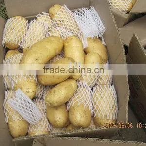 Holland Potato thumbnail-1