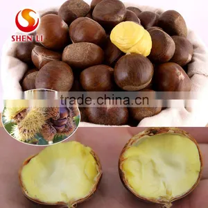 Hebei Organic Fresh Chestnuts thumbnail-1
