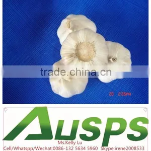 China Natural 5cm Garlic thumbnail-4