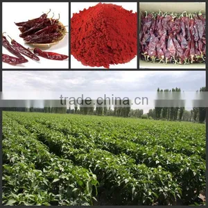Chinese Sweet Pepper Red Paprika Powder thumbnail-5