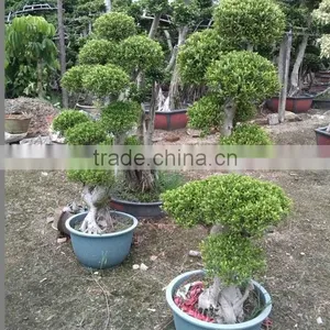 Indoor and Outdoor Plant Ficus Bonsai thumbnail-1