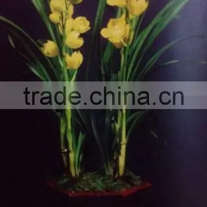 Cymbidium Hybridum Faberi(Gold Beauty) thumbnail-2