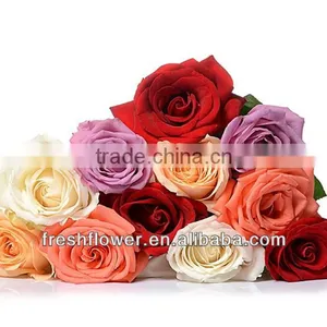 Rose Varieties Flowers thumbnail-1