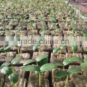 Organic Waterproof Rockwool for Hydroponics / Germinating Seeds / Soundproofing thumbnail-2