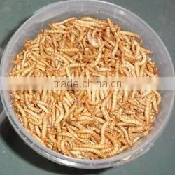 Dried Mealworms With Best Quality and Reseasonable Price thumbnail-4