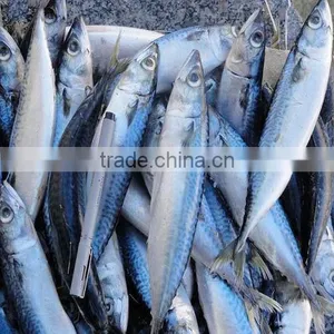 Seafrozen W/R Pacific Mackerel Fish Size 300-500 thumbnail-2
