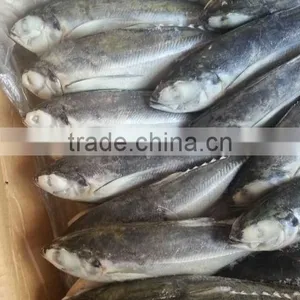 Argentina Mackerel Jack Mackerel thumbnail-1