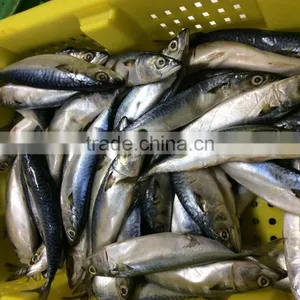 Pacific Mackerel Fish thumbnail-1