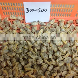 Delious Frozen Cooked Short Necked Clam Meat(baby Clam) thumbnail-3