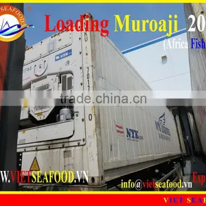 LOADING MUROAJI FOR TUNA BAIT thumbnail-1