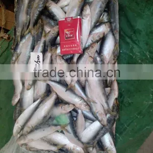 Frozen W/R Sardine Fish for Canning thumbnail-2