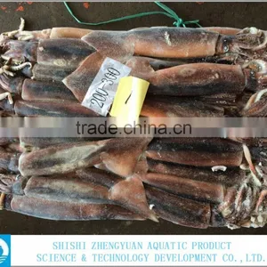 Frozen Illex Argentinus Squid thumbnail-1