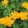 Trollius Chinensis P.E. thumbnail-1
