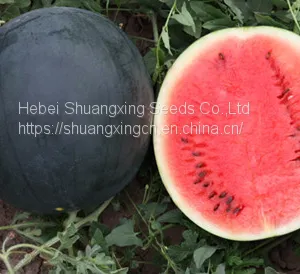 Hybrid f1 Black Watermelon Seeds With Red Flesh thumbnail-1