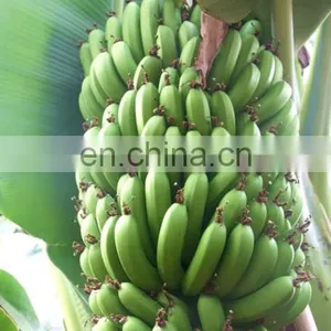 Green Banana Peeling Machine Automatic Banana Peeling Machine thumbnail-3