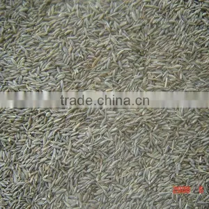 Cumin Seed thumbnail-1