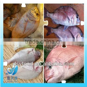 Supply New Catching Fresh Whole Seabream Fish thumbnail-1