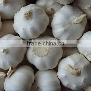 Fresh Garlic thumbnail-4
