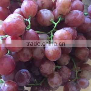 Red Grape 2016 Grop thumbnail-3