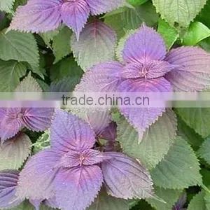 100% Pure Perilla Oil With High ALA thumbnail-1