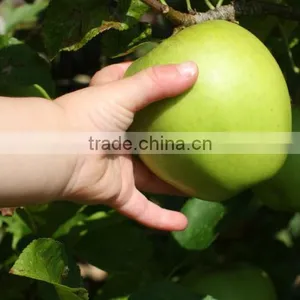 Fresh Golden Delicious Apple, Red Delicious Apple, Fuji Apple, Gala Apples 2016 New Crop thumbnail-1