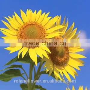 Holiday Party Yellow Sunflower Flower From Yunan thumbnail-4