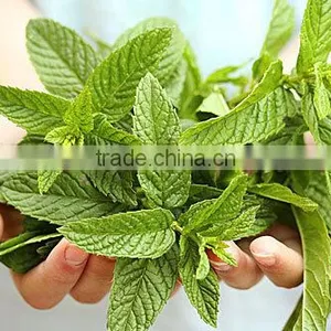 100% Natural Peppermint Oil From India thumbnail-1