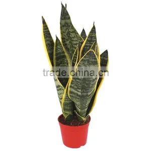 Sansevieria Hahaii,Sansevieria Surpeba, Sansevieria Laurentii thumbnail-3