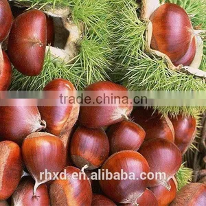 Chinese Chestnut thumbnail-1