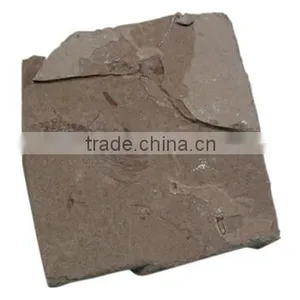Fossil Specimens, Insect Fossil thumbnail-1