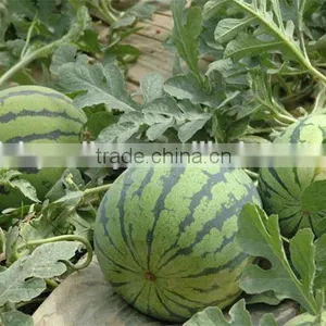 Hybrid High Yield Watermelon Seeds For Growing-Jia Mi No.2 thumbnail-2