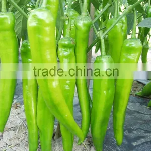 Hot Sale Hybrid High Yield Chili Pepper Seeds-XY 159 thumbnail-1
