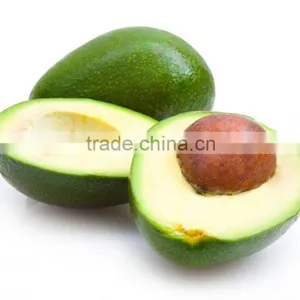 Avocado Tree Seedling thumbnail-1
