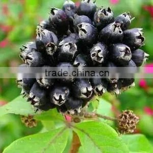 GMP Natural High Siberian Ginseng Extract Powder thumbnail-2