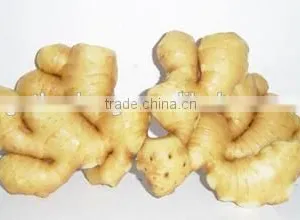 China Market Prices for Ginger thumbnail-3