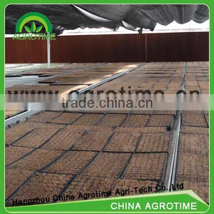 High Qualified Seeded Benching System in Greenhouse thumbnail-2