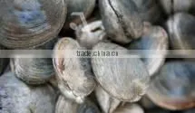 Grey Clam thumbnail-1