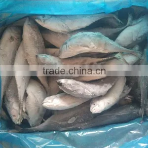 Whole Round Fish Frozen Hard Tail Scad for Market thumbnail-1